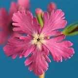 [ 日本桜草 ] 寿