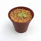 食虫植物 Pinguicula Tina (ピンギキュラ　ティナ)