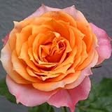 【生産農場直送】バラ苗 フォーエバーローズ ナポリ 4号鉢