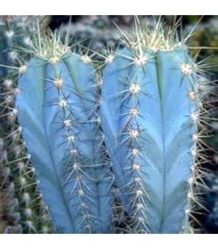 Amazon.co.jp: 【種子】Copiapoa Maritima◇コピアポア・マリテマ