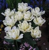 チューリップ　エギゾチックエンペラー　５球入