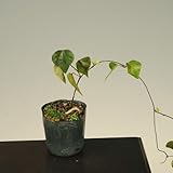 苗：青つづらふじ（オス）