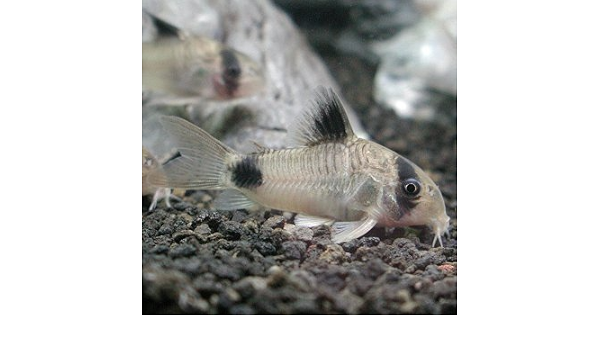 熱帯魚 コリドラス パンダ Wild 北海道 九州 沖縄 離島は発送不可 生体 Aquarium ドリーム シアター 観賞魚 水中生物 通販 Amazon