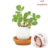 amzmonnsutaクリエイティブDIYミニラッキーエッグ鉢植え オフィスデスクトップホームデコレーション