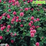 国華園　花たね　大量たね　クローバー赤花　1袋(100g)【※発送が国華園からの場合のみ正規品です】