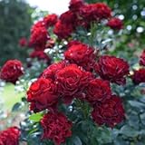 バラ苗 オマージュアバルバラ 国産大苗デルバールオリジナル角鉢6号 四季咲き中輪 赤系 フレンチローズ（デルバール）