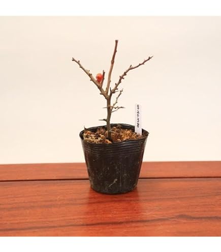 Amazon｜大岩チドリ 5本セット 特大 消毒済み 山野草苗｜観葉植物