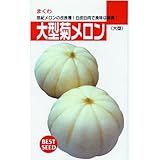 メロン 種 【 菊メロン 】 種子 小袋（約50粒）