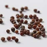 スプラウト用種 ブロッコリー 300g（100g×3袋）