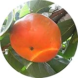 甘柿 苗木 早秋 12cmロングポット苗 そうしゅう カキ 苗 かき