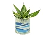 花市場直送便 サンスベリア(カラーサンド植え) サークルM ブルー