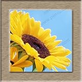 100％本物のヒマワリの種ミニヘリカンサスの種11種類の装飾花 - 40本の緑