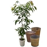 アムステルダム・キング 10号サイズ -Type3 【バスケット(鉢カバー) 付き】 バスケット02