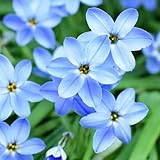 即納出来ます 秋植え球根 イフェイオン(ハナニラ) ウイズレーブルー ２０球パック