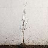 ハナミズキ チェロキーチーフ 赤花 単木 樹高1.5m前後 (根鉢含まず)