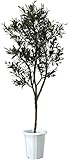 LION 人工植物　オリーブツリー　ALO-001 品番57613