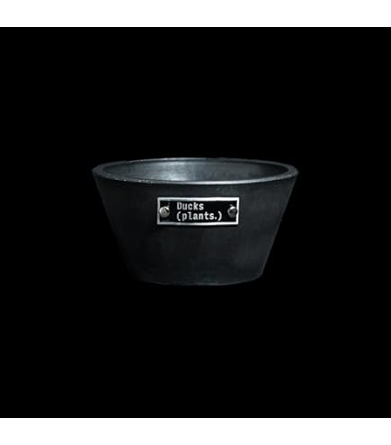 早い者勝ち！　パキポディウム　グラキリス　扁平　阪本健　鉢 早い者勝ち！ パキポディウム グラキリス 扁平 阪本健 鉢