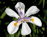 Dietes iridioides - Cape Iris - 5 seeds