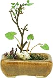 プラッツ THE BONSAI 1/12 角鉢寄せ植え【茶】 完成品 BONN01