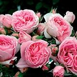 バラ苗 デリア 国産大苗オリジナル角鉢7号 四季咲き　ピンク系 ギヨーローズ（フレンチローズ）