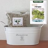 プチサラダセロリの栽培セット/標準セット（液体肥料無し）プランターホワイト仕様