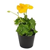 花市場直送便 花苗 ナスタチウム 黄 12入