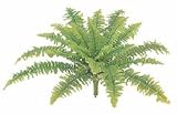 タカショー 【観葉植物・グリーンデコ和風】 タマシダ 小 W30cm メンテが楽でリアルな人工植物 GN-39S