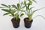 園芸農家から新鮮な苗を届けます。　ハイドロカルチャー苗　寄せ植えセット6Φ【カポック×インドチョウラン】　水だけで育つので育てやすいのが特徴