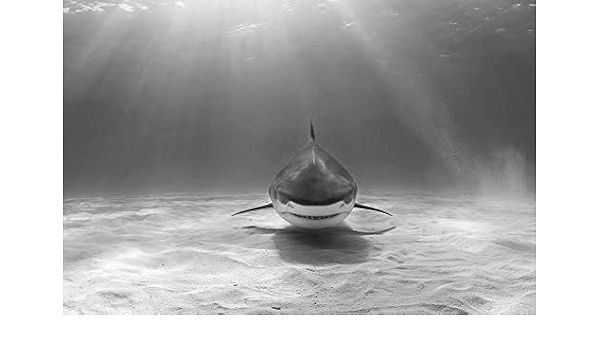 Amazon Co Jp 海の底のサメ壁紙 動物の壁紙 白黒の キャンバス ステッカー 印刷 壁紙ポスター はがせるシール式 写真 特大 絵画 壁飾り105cmx70cm ホーム キッチン