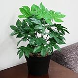 Funderful 人工観葉植物 ヤツデ 45cm