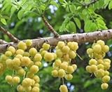 Phyllanthus acidus - Otaheite Gooseberry - Star Gooseberry - 5 seeds