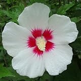 ムクゲ 苗 【宗旦 （そうたん）】 5号ポット苗