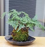 太い根茎、涼しげな葉が魅力のシダ植物【しのぶ（シノブ）の苔玉・炭化焼締器セット】 (敷石の色（黒）)