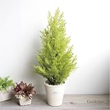 ゴールドクレスト 白鉢 H50 　造花 人工観葉植物 フェイクグリーン 消臭 CT触媒