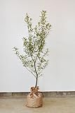 植木畑から直送 オリーブ S 120-150cm シンボルツリー お好み の 鉢 に入れて 観葉植物 目隠し に オススメ です！ 植木 庭木 苗木