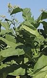 タバコ Tobacco Connecticut Broadleaf - Cigar Varieties - 100 seeds