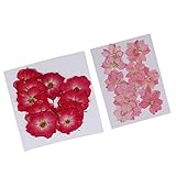 D DOLITY 約22個　押し花　ハンドメイド　UVレジン　スマホケース　蝋燭　手作り　DIY手芸　観葉植物　花資材