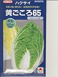 黄ごころ65 タキイの白菜種です