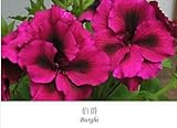 100seeds Fresh Geranium seeds Pelargonium hortorum flower seeds free ship