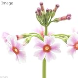 (山野草)クリンソウ(九輪草) 花色おまかせ 3号(1ポット) 本州・四国限定[生体]