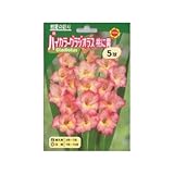 春植え球根 バイカラーグラジオラス 桃に黄 (130265)