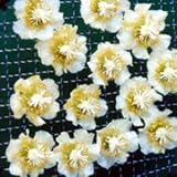 キウイ（オス木）：孫悟空[ソンゴクウ]4～5号ポット[苗木] ノーブランド品