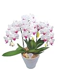 胡蝶蘭 ユミ 3本立ち （こちょうらん） 胡蝶蘭 生花 造花 ギフト 光触媒 髪飾り 産地直送