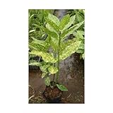 ホシフアオキ 5号ポット