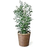 観葉植物 本物 ゲッキツ（シルクジャスミン）８号鉢 【ライトブラウン鉢カバー付】