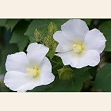 フヨウ 白花 樹高30~50cm前後 10ポットセット