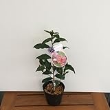 椿（ツバキ）の苗木　炉開き