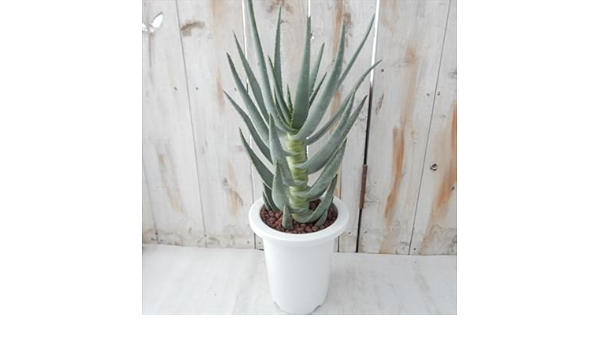 Amazon アロエ ディコトマ 多肉植物 アロエ 6号 観葉植物 オンライン通販