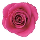 PｒｉMａｖｅｒａ プリザーブドフラワー ビッグベベ (8輪入り) カシスベリー PR000873-025