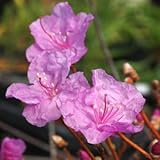 タンナゲンカイツツジ 3寸ポット苗